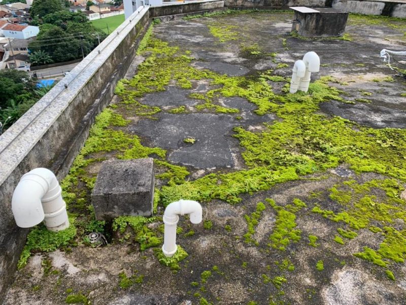 Vegetação crescendo na laje de cobertura ao redor de tubulações e da platibanda do edifício